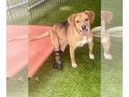 Beagle-Spaniel Mix DOG FOR ADOPTION RGADN-1239738 - Colby - Beagle / Spaniel /