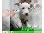 Jack Russell Terrier Mix DOG FOR ADOPTION RGADN-1239748 - Pearl - Jack Russell