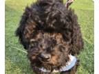 Poodle (Standard) DOG FOR ADOPTION RGADN-1239750 - Mumu - Poodle (Standard) Dog