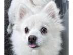 pomeranian spitz Mix DOG FOR ADOPTION RGADN-1239758 - Bagel - Spitz / Mixed Dog