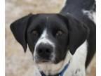 Pointer Mix DOG FOR ADOPTION RGADN-1239759 - Blessing - Pointer / Mixed Dog For