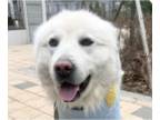 Retriever Mix DOG FOR ADOPTION RGADN-1239762 - Leo - Retriever / Jindo (Korean)