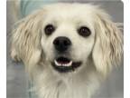 Cocker Spaniel DOG FOR ADOPTION RGADN-1239764 - Cream - Cocker Spaniel Dog For