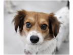 Spaniel Mix DOG FOR ADOPTION RGADN-1239771 - Tilly - Spaniel / Mixed Dog For