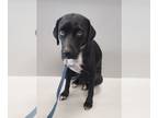 Labbe DOG FOR ADOPTION RGADN-1239776 - Jill Rhymes - Labrador Retriever / Beagle