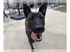 Mix DOG FOR ADOPTION RGADN-1239790 - Luna - Located in North Carolina - Dutch