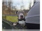 American Pit Bull Terrier Mix DOG FOR ADOPTION RGADN-1239791 - Smoochie - Pit