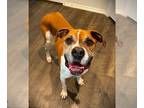 Boxer DOG FOR ADOPTION RGADN-1239792 - Bella IX - Boxer Dog For Adoption