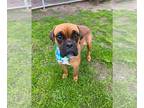 Boxer DOG FOR ADOPTION RGADN-1239793 - Beauty - Boxer Dog For Adoption