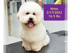 Poodle (Miniature) DOG FOR ADOPTION RGADN-1239804 - Nimo - Poodle (Miniature)