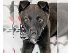 Labrador Retriever Mix DOG FOR ADOPTION RGADN-1239808 - Katerra - Labrador
