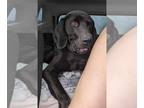 Great Dane-Labrador Retriever Mix DOG FOR ADOPTION RGADN-1239809 - Lucas - Great
