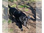 Labrador Retriever DOG FOR ADOPTION RGADN-1239818 - Puppy 25318 (Hank) -