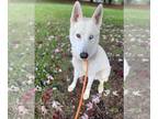 Huskies Mix DOG FOR ADOPTION RGADN-1239821 - Ghost - Husky / Mixed Dog For