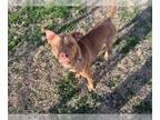 Labrador Retriever DOG FOR ADOPTION RGADN-1239826 - LINDARIA - Labrador