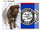 Lab'Aire DOG FOR ADOPTION RGADN-1239831 - WHITNEY - Airedale Terrier / Labrador