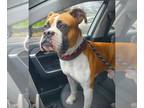 Boxer DOG FOR ADOPTION RGADN-1239841 - Lou - Boxer Dog For Adoption