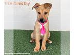 Black Mouth Cur Mix DOG FOR ADOPTION RGADN-1239848 - Timothy - Black Mouth Cur /