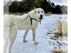 Akbash-Great Pyrenees Mix DOG FOR ADOPTION RGADN-1239851 - YUKI - Great Pyrenees