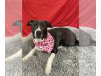 Labrador Retriever DOG FOR ADOPTION RGADN-1239852 - Bella NEEDS FOSTER -