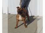 Black Mouth Cur-Boxer Mix DOG FOR ADOPTION RGADN-1239856 - GRANNY PANTIES -