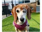 Beagle DOG FOR ADOPTION RGADN-1239858 - WINSTON - Beagle (medium coat) Dog For