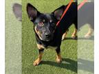 German Shepherd Dog Mix DOG FOR ADOPTION RGADN-1239861 - ABE - German Shepherd