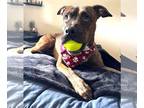 Boxer Mix DOG FOR ADOPTION RGADN-1239873 - BROLEY - Boxer / Mixed (short coat)