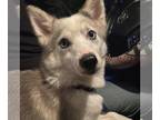 Pomsky DOG FOR ADOPTION RGADN-1239876 - Comet - Siberian Husky / Pomeranian /