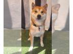 Shiba Inu DOG FOR ADOPTION RGADN-1239878 - Harlow - Shiba Inu (short coat) Dog
