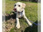 Irish Setter-Labrador Retriever Mix DOG FOR ADOPTION RGADN-1239879 - Kissy -