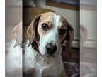 Beagle DOG FOR ADOPTION RGADN-1239880 - Turner - Beagle (short coat) Dog For