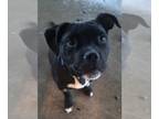 Bullboxer Pit DOG FOR ADOPTION RGADN-1239890 - Jack - Pit Bull Terrier / Boxer /