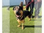 German Shepherd Dog DOG FOR ADOPTION RGADN-1239909 - GALEO - German Shepherd Dog