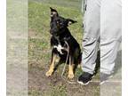 Rottweiler Mix DOG FOR ADOPTION RGADN-1239922 - SIG - Rottweiler / Mixed (medium
