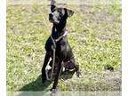 Labrador Retriever Mix DOG FOR ADOPTION RGADN-1239924 - CJ - Labrador Retriever