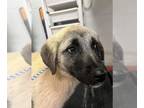 Anatolian Shepherd Mix DOG FOR ADOPTION RGADN-1239932 - *BONNIE - Anatolian