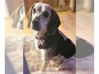 Beagle Mix DOG FOR ADOPTION RGADN-1239946 - Ramona - Beagle / Terrier / Mixed