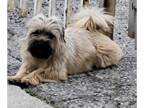 Lhasa Apso DOG FOR ADOPTION RGADN-1239951 - Kiara - Lhasa Apso Dog For Adoption