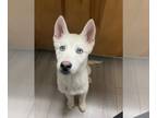 Mix DOG FOR ADOPTION RGADN-1239953 - Asta - Husky Dog For Adoption
