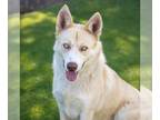 Siberian Husky Mix DOG FOR ADOPTION RGADN-1239959 - *PIERRE - Siberian Husky /