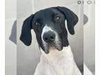 Great Dane DOG FOR ADOPTION RGADN-1239969 - MOLLY - Great Dane (medium coat) Dog