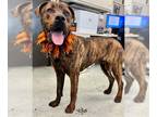 Mastiff Mix DOG FOR ADOPTION RGADN-1239981 - MULLET - Mastiff / Mixed (medium