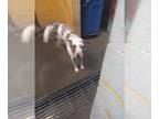 Border Collie Mix DOG FOR ADOPTION RGADN-1239982 - PINTO - Border Collie / Mixed