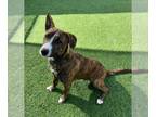 Bull Terrier Mix DOG FOR ADOPTION RGADN-1239987 - ZEUS - Bull Terrier / Mixed