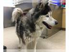 Alaskan Malamute Mix DOG FOR ADOPTION RGADN-1239994 - Dog - Alaskan Malamute /