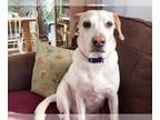 Lab-Pointer DOG FOR ADOPTION RGADN-1240006 - Blanche - Labrador Retriever /