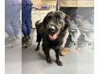 Borador DOG FOR ADOPTION RGADN-1240007 - Thorn - Border Collie / Labrador