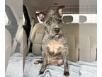 Irish Terrier Mix DOG FOR ADOPTION RGADN-1240012 - Midnight NJ - Irish Terrier /