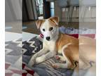 Labbe DOG FOR ADOPTION RGADN-1240017 - SIA - Beagle / Labrador Retriever / Mixed